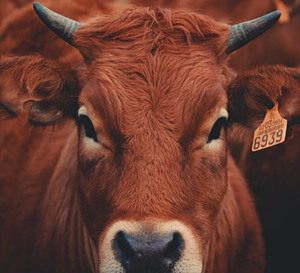 what is our modern plague, it’s important to remember that this is as much a part of life as is surviving through it…. And you will.