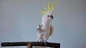 What Snowball the parrot’s spontaneous moves teach us about ourselves - Think Different Nation
