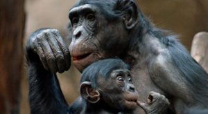 bonobos have musical abilities resembling snowball - Think Different Nation